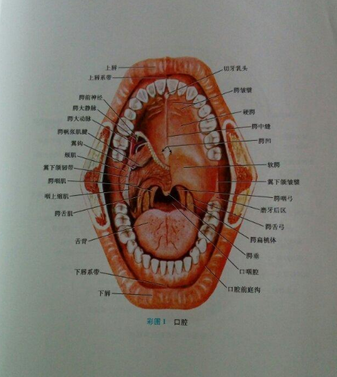 矛_庄白求恩d院口腔学什?png